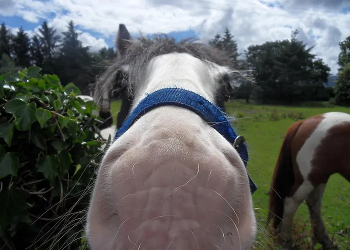 Апартаменты Ethan House Килларни