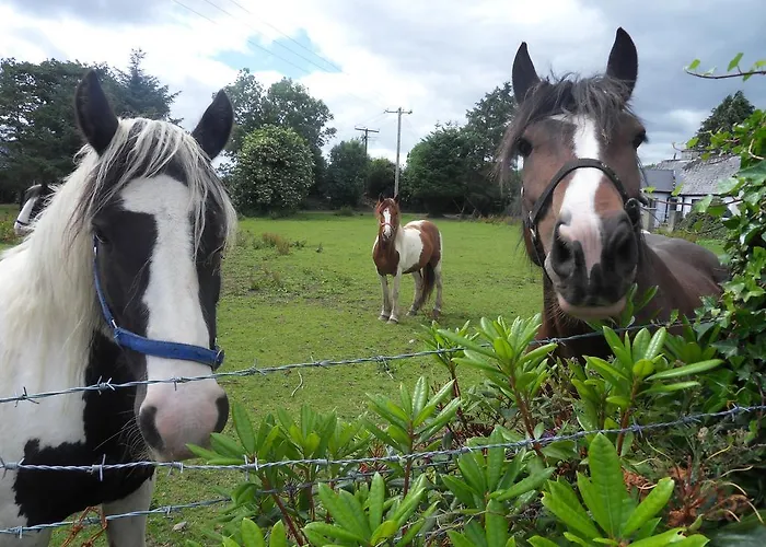 Ethan House Apartamento Killarney